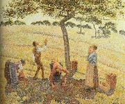 Camille Pissarro Pick  Apples painting
